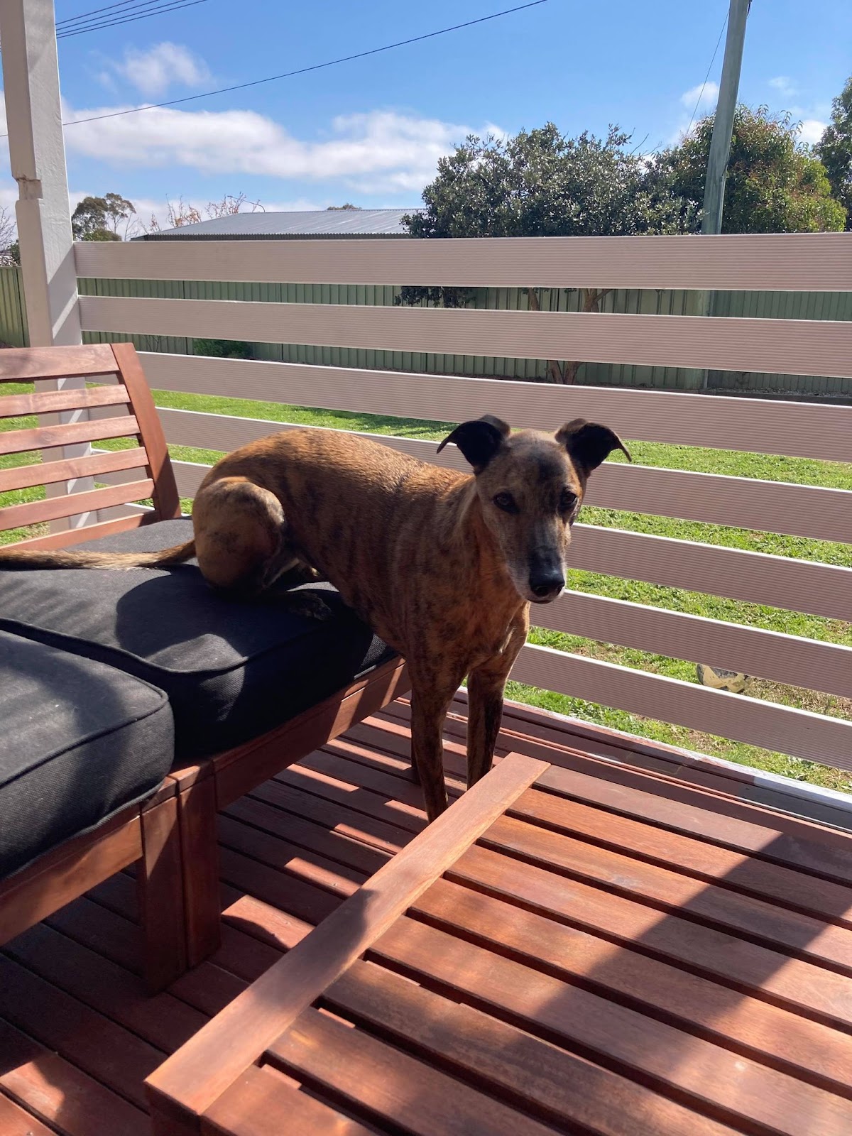 Ruby being a cutie in an outdoor living space